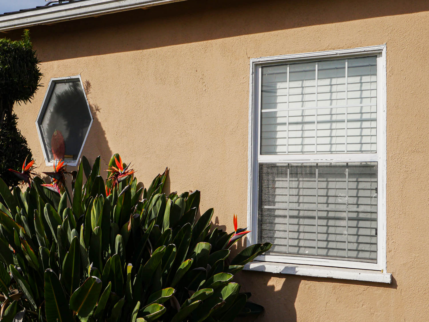 vinyl windows Whittier before